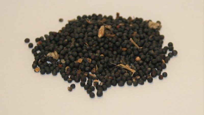 raapzaad-2